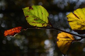 kolorowe, jesienne, mokre liście na drzewie