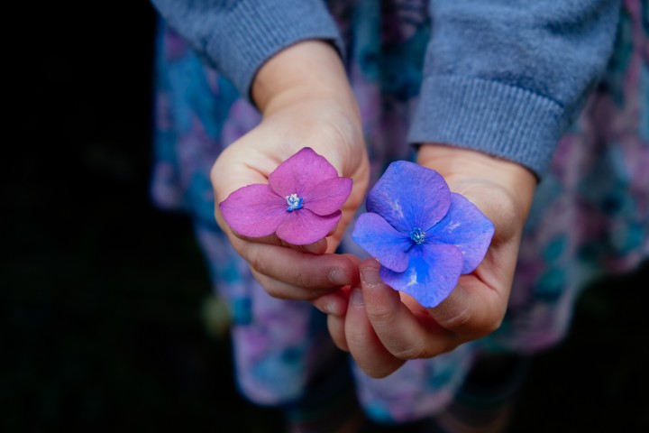 różowy i niebieski kwiatki do wyboru