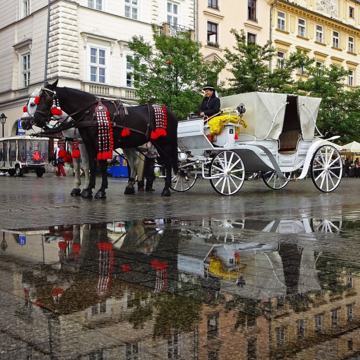 dorożka z końmi na Krakowskim Rynku