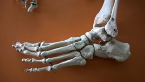 szkielet-kosci-stopy