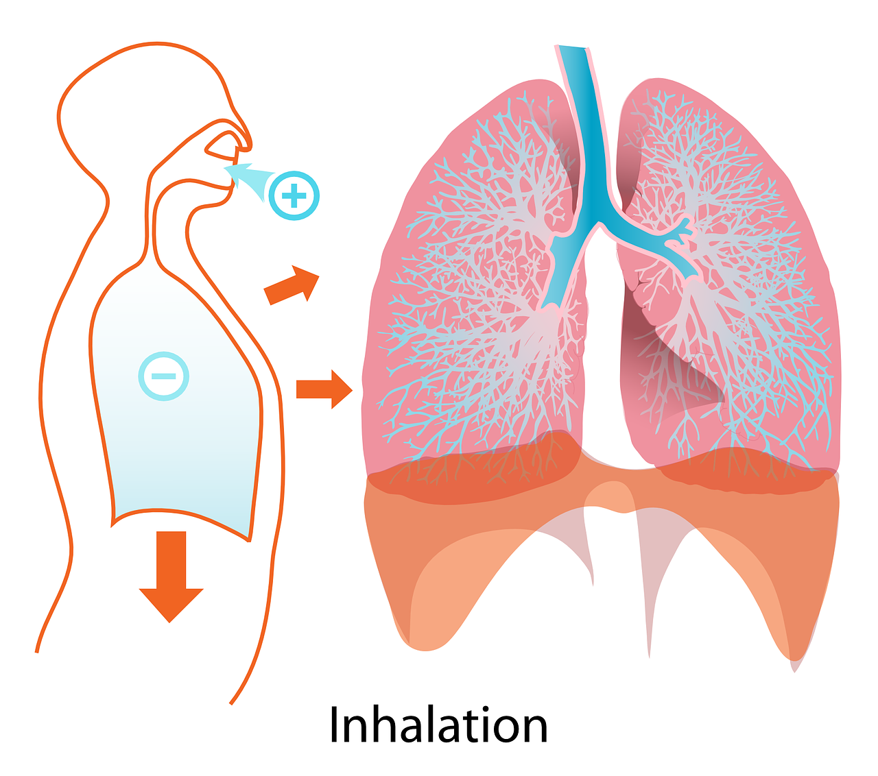 praca płuc i przepony podczas oddychania